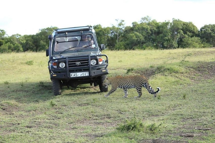 A photo of a leopard shot during a Masai Mara Safari 