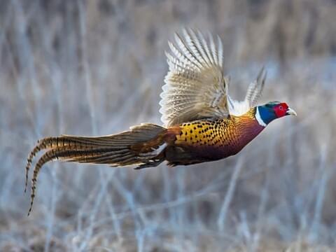 Creative Fundraising Ideas for a Pheasants Forever Banquet