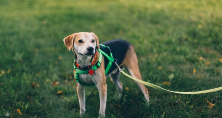 Choosing the Right Dog Harness- Essential Tips for a Perfect Fit