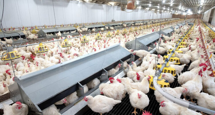 Elevating Poultry Farming Unveiling the Power of Advanced Equipment