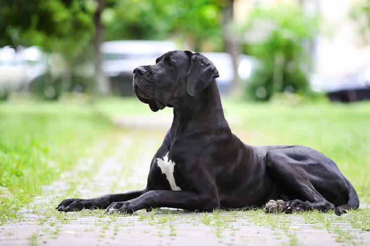 Fearless Guardian: Great Dane's Protective Instincts