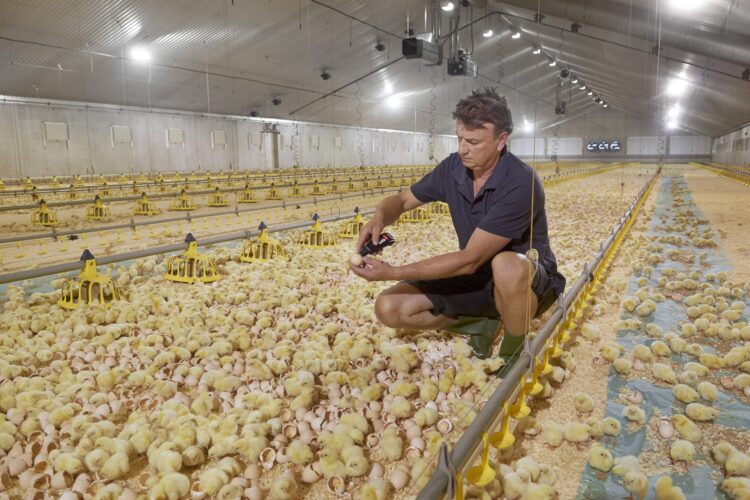 Innovative Hatchery Solutions ' Nurturing the Future of Poultry