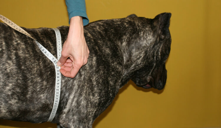 how to Measure the Dog for harness