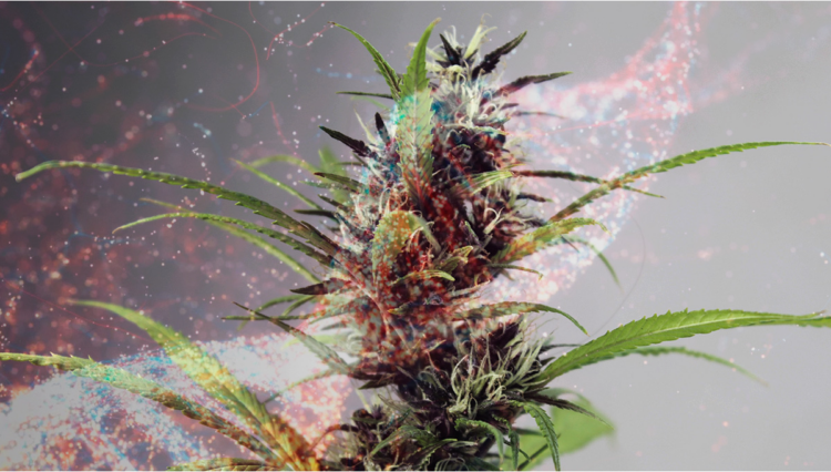 benefits of online dispensaries - New cannabis strains types