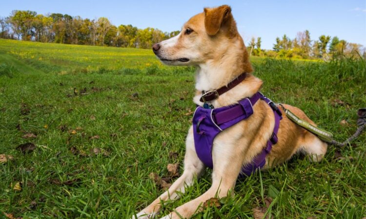 dog harness - Test the Fit Properly