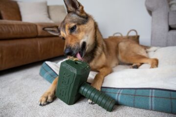 How to Prevent Your Dog Getting Dog Bloat